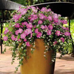 Silk 'n Satin Fuseable Petunia and Bacopa Seeds  of 10 seeds