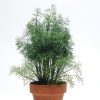SimplyHerbs Dill Seeds