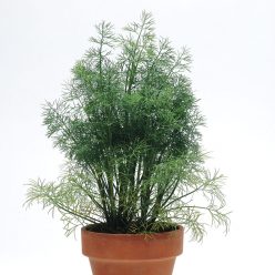 SimplyHerbs Dill Seeds