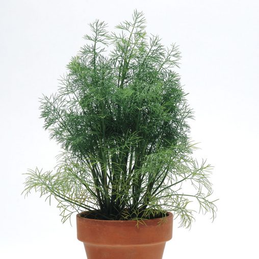 SimplyHerbs Dill Seeds