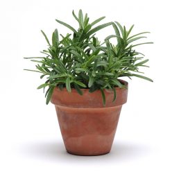 SimplyHerbs Rosemary Seeds