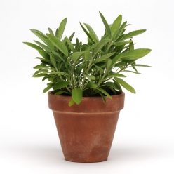 SimplyHerbs Sage Seeds