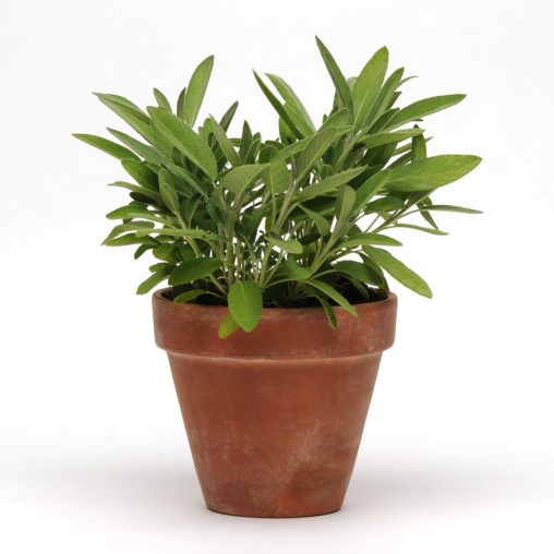 SimplyHerbs Sage Seeds