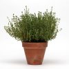 SimplyHerbs Thyme Seeds