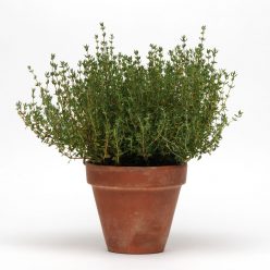 SimplyHerbs Thyme Seeds