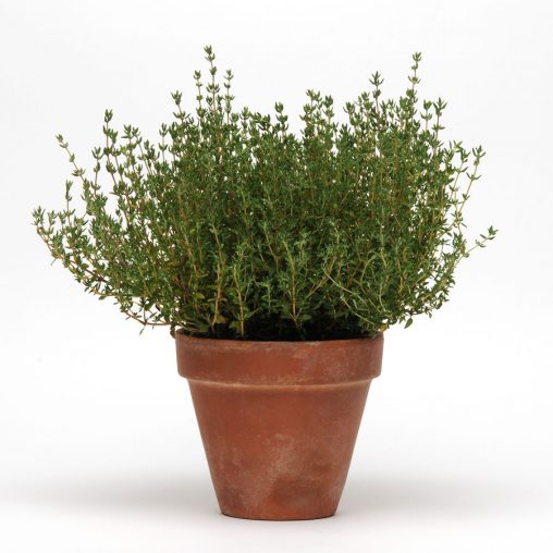 SimplyHerbs Thyme Seeds
