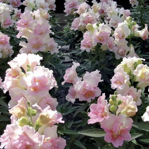 Snapdragon Twinny Appleblossom Seeds - Image 3
