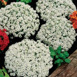 Snow Crystals Sweet Alyssum Seeds