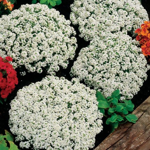 Snow Crystals Sweet Alyssum Seeds