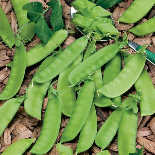 Snow Pea Mammoth Melting Organic - Image 2