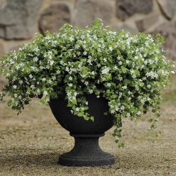 Snowtopia Bacopa Seeds  of 10 seeds