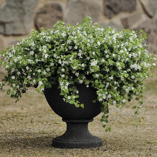Snowtopia Bacopa Seeds  of 10 seeds
