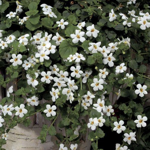 Snowtopia Bacopa Seeds  of 10 seeds - Image 3