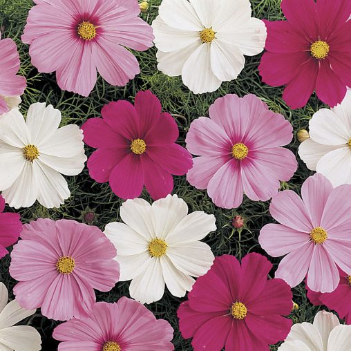 Sonata Mix Cosmos Flower Seeds - Image 3