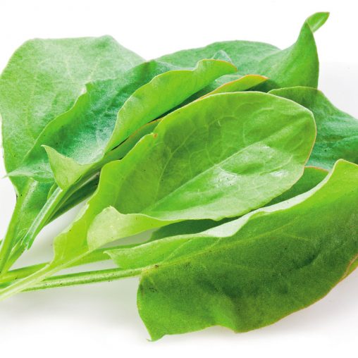 Sorrel Plant Seeds