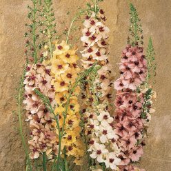 Southern Charm Hybrid Verbascum Seeds