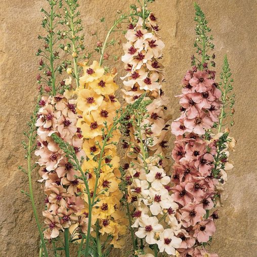 Southern Charm Hybrid Verbascum Seeds - Image 2