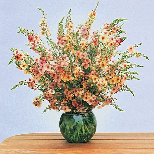 Southern Charm Hybrid Verbascum Seeds - Image 3