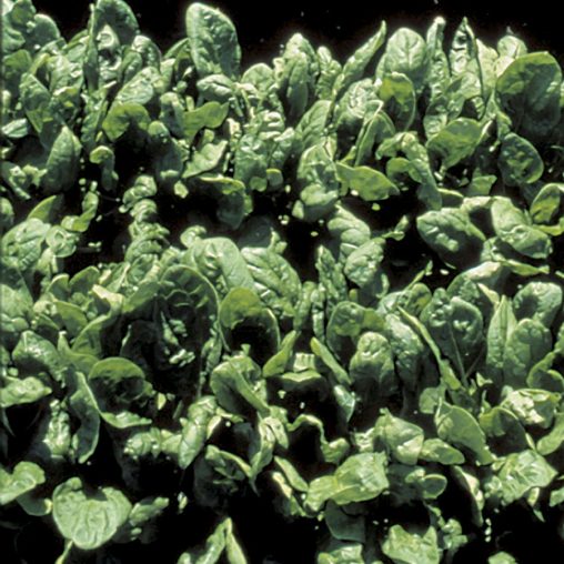 Space Hybrid Spinach Seeds - Image 3