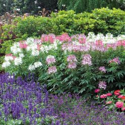 Sparkler Mix Spider Flower Seeds