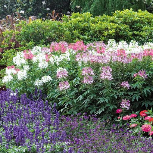 Sparkler Mix Spider Flower Seeds - Image 3