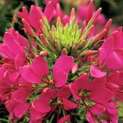 Sparkler Rose Spider Flower Seeds