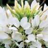 Sparkler White Spider Flower Seeds