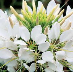 Sparkler White Spider Flower Seeds