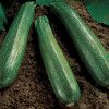 Spineless Beauty Hybrid Squash Seeds