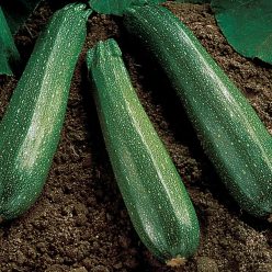 Spineless Beauty Hybrid Squash Seeds