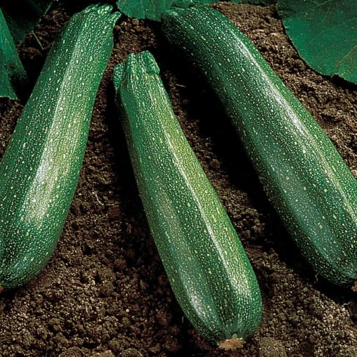 Spineless Beauty Hybrid Squash Seeds