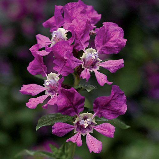 Sriracha Violet Cuphea Seeds - Image 2