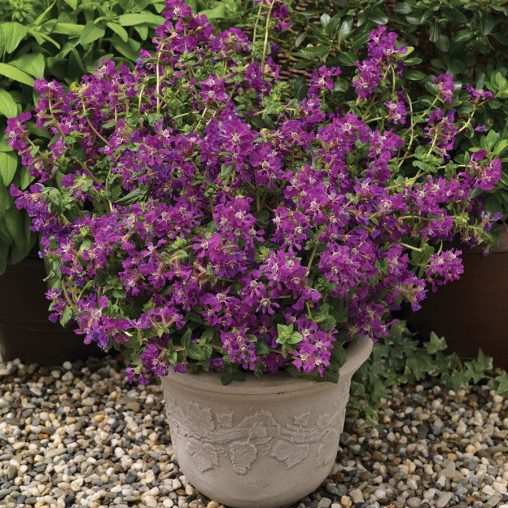 Sriracha Violet Cuphea Seeds - Image 3
