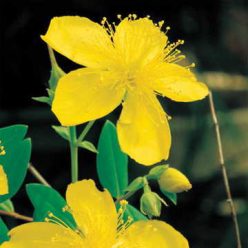 St. Johnswort Seeds