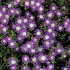 Stardust Iceplant Seeds