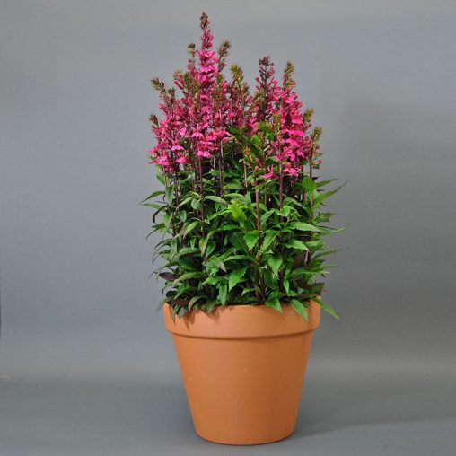 Starship Deep Rose Lobelia Seeds - Image 3