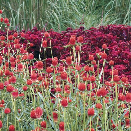 Strawberry Fields Gomphrena Seeds - Image 3