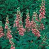 Strawberry Foxglove Seeds
