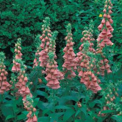 Strawberry Foxglove Seeds