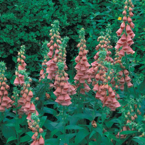Strawberry Foxglove Seeds