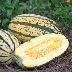 Sugaretti Hybrid Spaghetti Squash Seeds