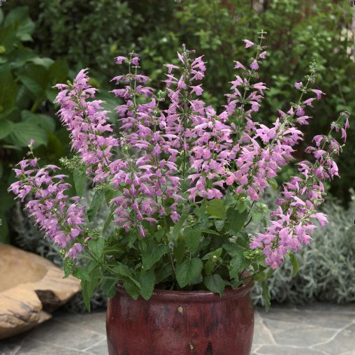 Summer Jewel Lavender Salvia Seeds - Image 3