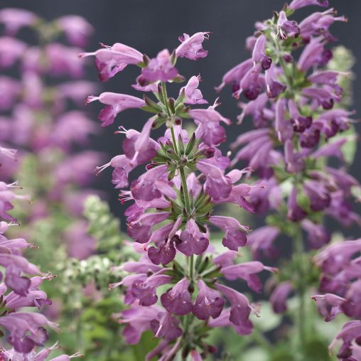 Summer Jewel Lavender Salvia Seeds - Image 4