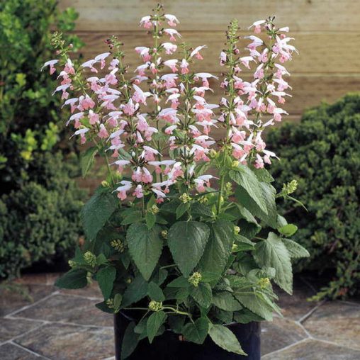 Summer Jewel Pink Salvia Seeds - Image 3