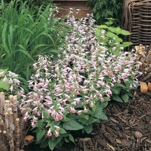Summer Jewel Pink Salvia Seeds - Image 4