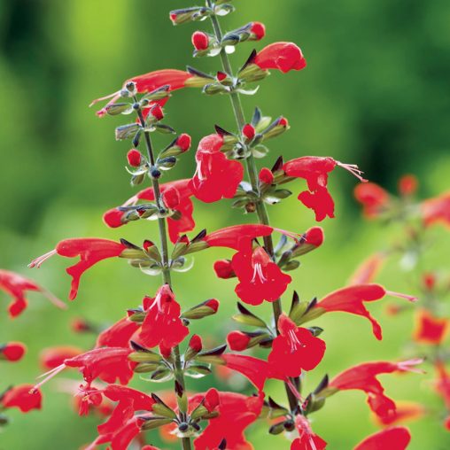 Summer Jewel Red Salvia Seeds - Image 2