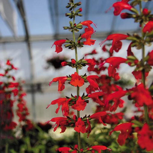 Summer Jewel Red Salvia Seeds - Image 3