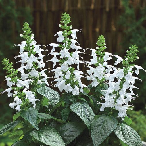 Summer Jewel White Salvia Seeds - Image 2