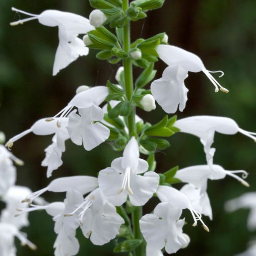 Summer Jewel White Salvia Seeds - Image 3