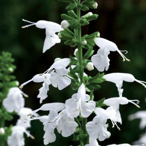 Summer Jewel White Salvia Seeds - Image 4